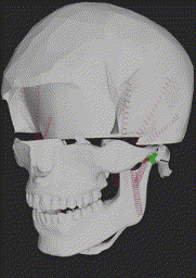 simpar_2025_rigid_chew_2-2025-03-31_10.31.12_proc_resize.gif